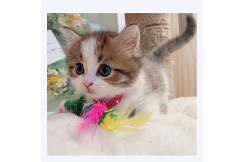 成約済の長野県のミヌエット-30608の4枚目