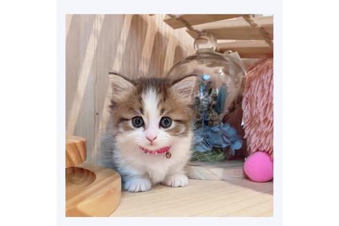 成約済の長野県のミヌエット-30608の1枚目