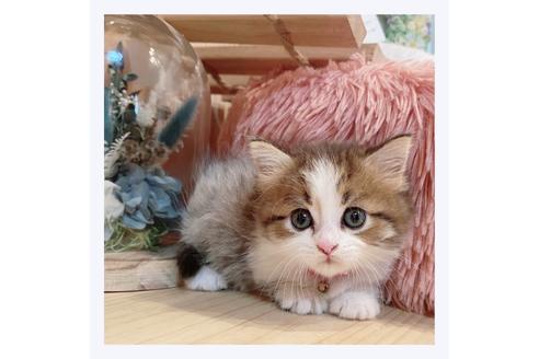 成約済の長野県のミヌエット-30608の5枚目