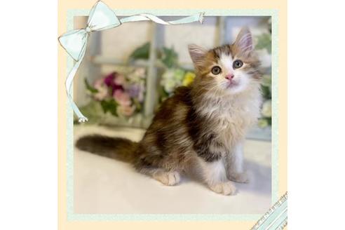 成約済の大阪府のサイベリアン-30613