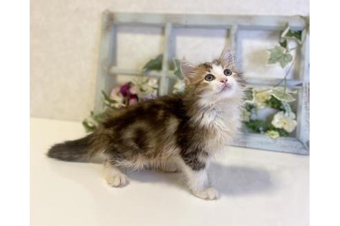 成約済の大阪府のサイベリアン-30613の2枚目