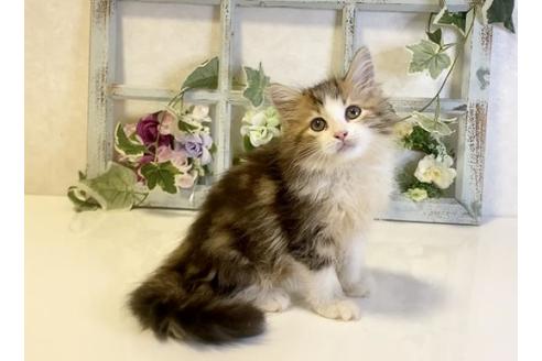 成約済の大阪府のサイベリアン-30613の3枚目