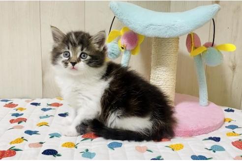 成約済の大阪府のサイベリアン-30618の5枚目