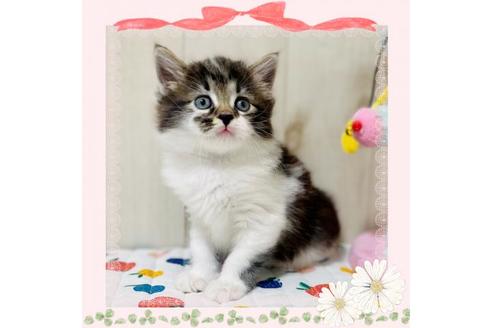 成約済の大阪府のサイベリアン-30618