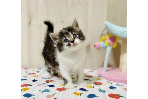 成約済の大阪府のサイベリアン-30618の3枚目