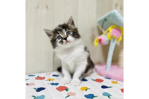 成約済の大阪府のサイベリアン-30618の2枚目