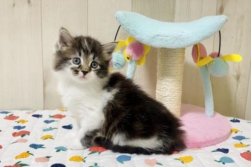 成約済の大阪府のサイベリアン-30618の4枚目