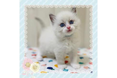 成約済の大阪府のラグドール-30622の1枚目