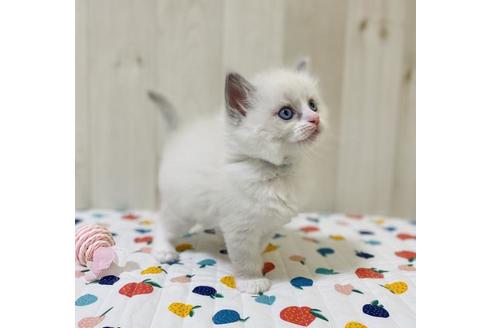 成約済の大阪府のラグドール-30622の2枚目