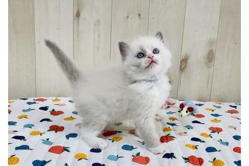 成約済の大阪府のラグドール-30622の4枚目