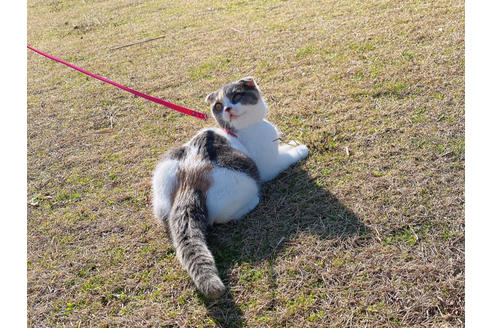 の福岡県の-