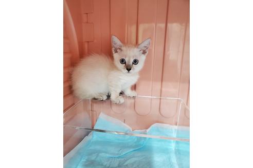 成約済の東京都のマンチカン-30368の7枚目