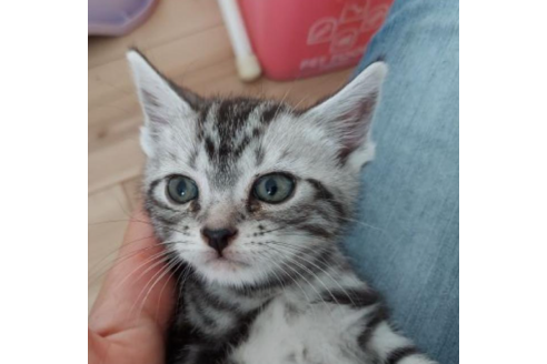 福岡県でアメリカンショートヘアの子猫を探す 子猫ブリーダーナビ