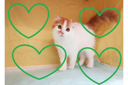 成約済の東京都のスコティッシュフォールド-26328の1枚目