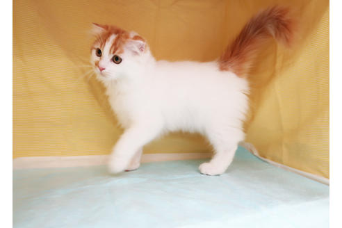 成約済の東京都のスコティッシュフォールド-26328の2枚目