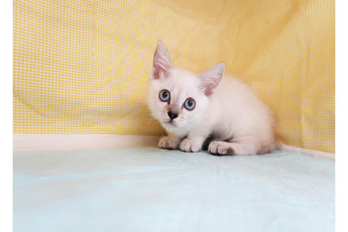 成約済の東京都のマンチカン-30368の6枚目