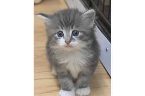成約済の茨城県のノルウェージャンフォレストキャット-30961の3枚目