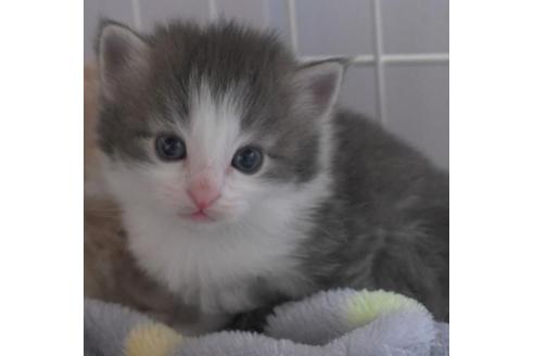 成約済の茨城県のノルウェージャンフォレストキャット-30963の3枚目