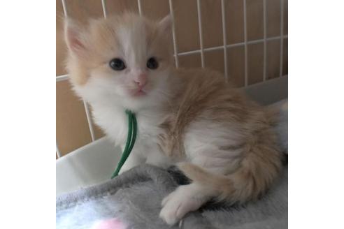 成約済の茨城県のノルウェージャンフォレストキャット-30966の5枚目