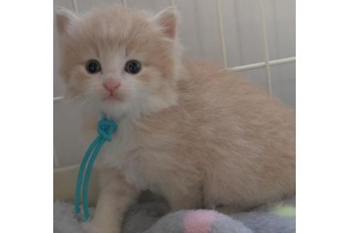 成約済の茨城県のノルウェージャンフォレストキャット-30976の5枚目