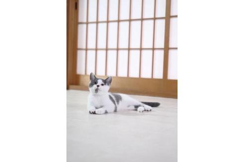 販売中の奈良県のその他の猫種-31007の3枚目