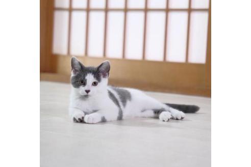販売中の奈良県のその他の猫種-31007の1枚目