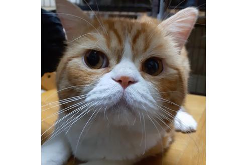 成約済の大阪府のマンチカン-29055