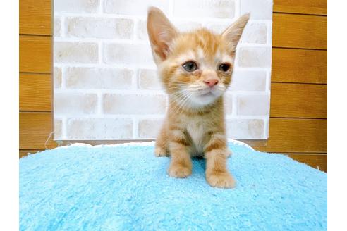 成約済の東京都のマンチカン-31018の2枚目