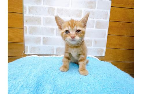 成約済の東京都のマンチカン-31018の3枚目