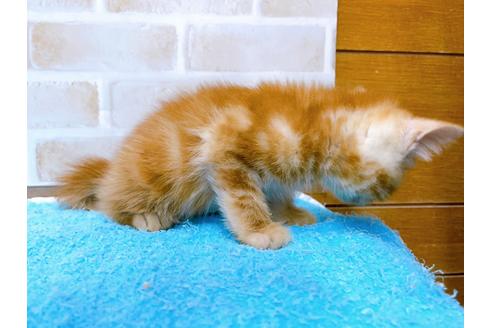 成約済の東京都のマンチカン-31017の2枚目