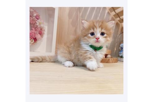 成約済の長野県のミヌエット-31047の1枚目