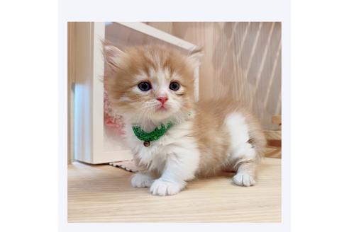 成約済の長野県のミヌエット-31047の2枚目