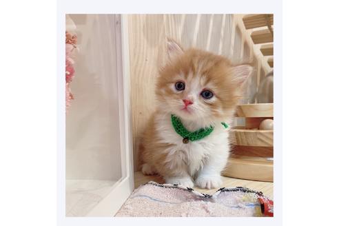 成約済の長野県のミヌエット-31047の4枚目