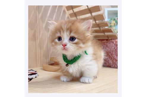 成約済の長野県のミヌエット-31047の5枚目