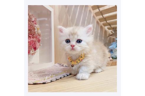 成約済の長野県のミヌエット-31048の3枚目