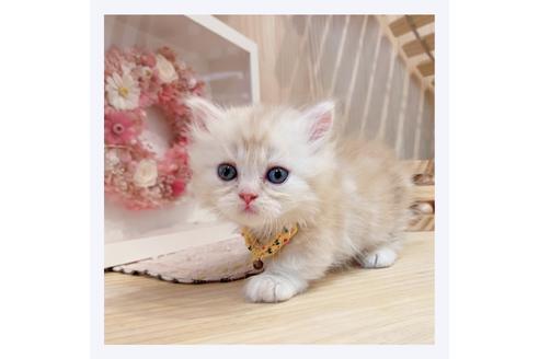 成約済の長野県のミヌエット-31048の4枚目