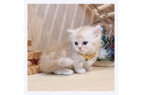 成約済の長野県のミヌエット-31048の5枚目