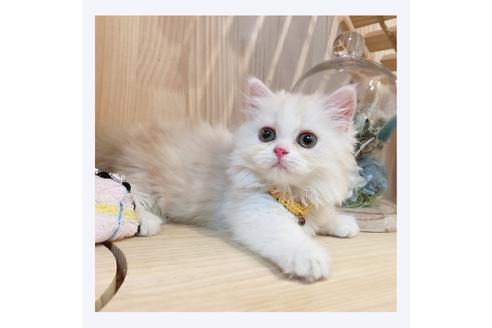 成約済の長野県のミヌエット-31050の2枚目