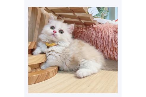 成約済の長野県のミヌエット-31050の4枚目