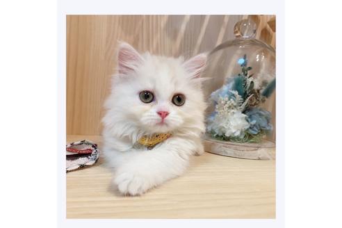 成約済の長野県のミヌエット-31050の3枚目