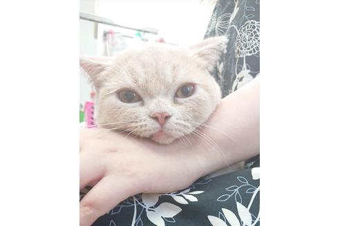 成約済の愛知県のスコティッシュフォールド-26499の6枚目