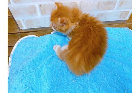 成約済の東京都のマンチカン-31111の5枚目