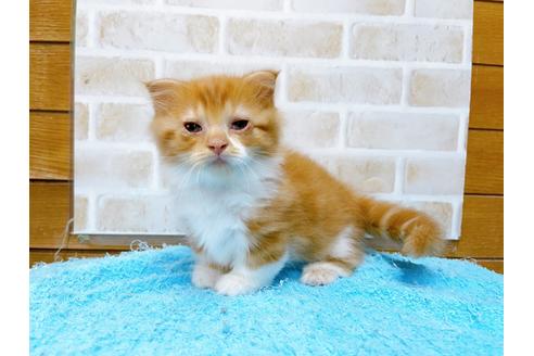 成約済の東京都のマンチカン-31111の7枚目