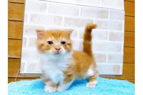 成約済の東京都のマンチカン-31111の8枚目