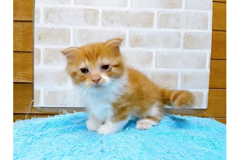 成約済の東京都のマンチカン-31111の9枚目