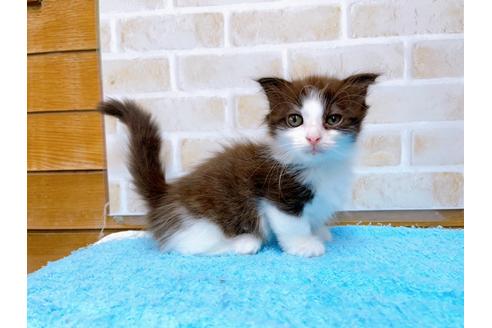 成約済の東京都のマンチカン-31107の15枚目