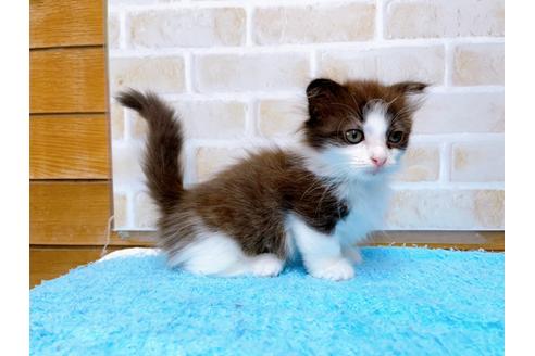 成約済の東京都のマンチカン-31107の20枚目