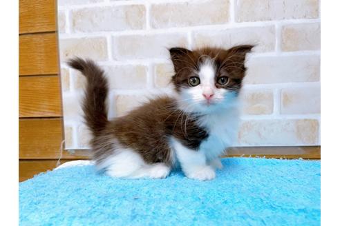 成約済の東京都のマンチカン-31107の19枚目