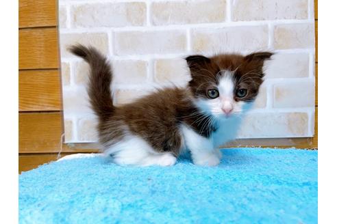 成約済の東京都のマンチカン-31107の18枚目