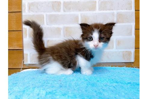 成約済の東京都のマンチカン-31107の17枚目